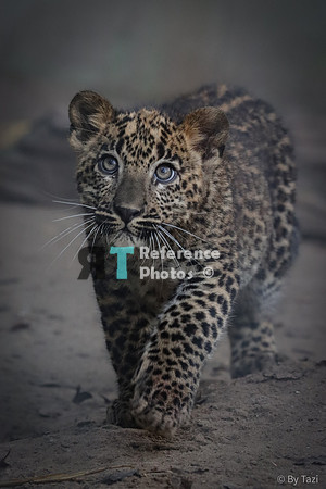 Sri Lankan leopard cub on the prowl (Note: quite grainy)