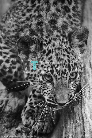 Sri Lankan leopard cub (note: only available in black & white)