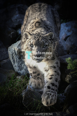 Snow leopard