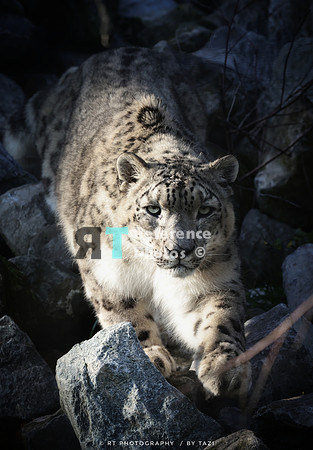 Snow leopard