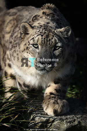 Snow leopard