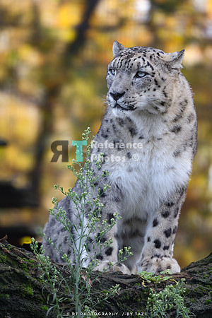 Snow leopard