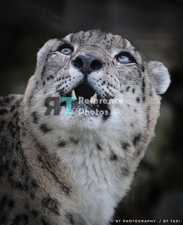 Snow leopard