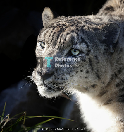 Snow leopard