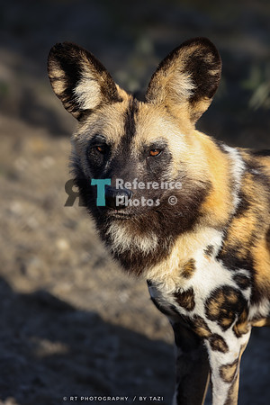 Painted dog