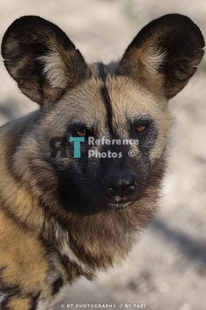 Painted dog
