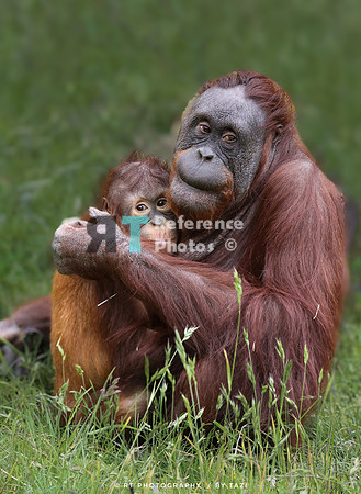 Orangutan mother and daughter