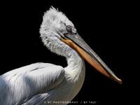 Pelican