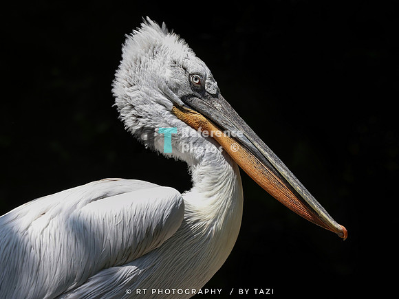 Pelican