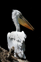 Pelican