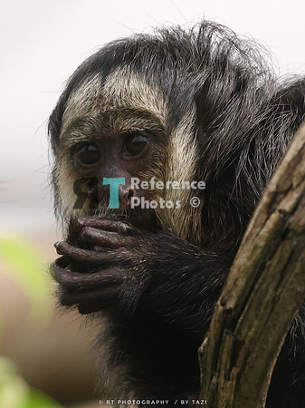 White-faced saki (juvenile)