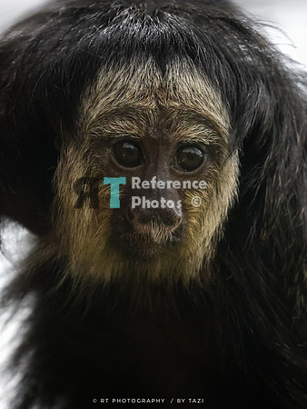 White-faced saki (juvenile)