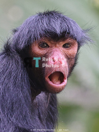 Spider monkey