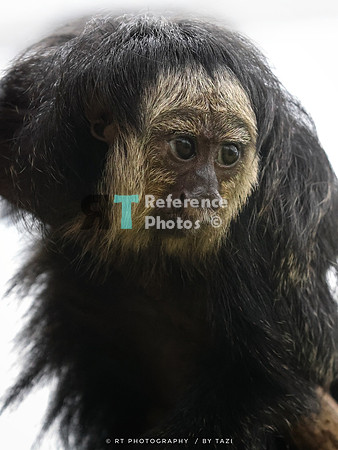 White-faced saki (juvenile)