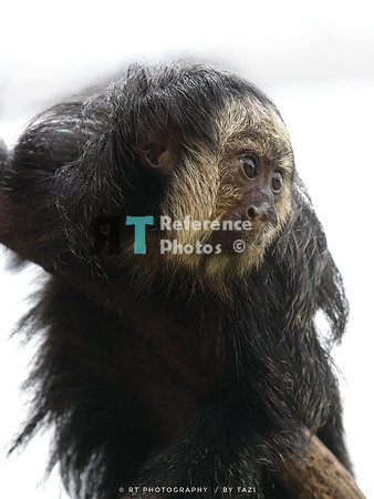 White-faced saki