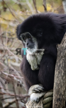 White handen gibbon