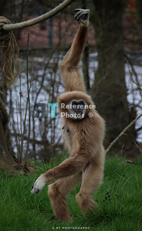 White handen gibbon