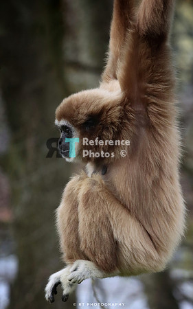 White handen gibbon