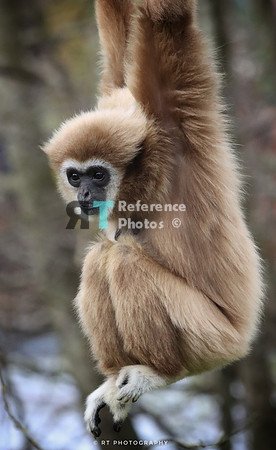 White handen gibbon
