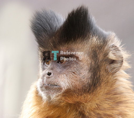 Golden-bellied capuchin