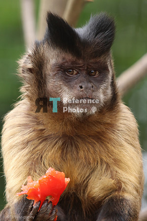 Golden-bellied capuchin