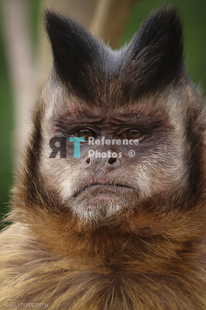 Golden-bellied capuchin