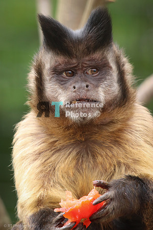 Golden-bellied capuchin