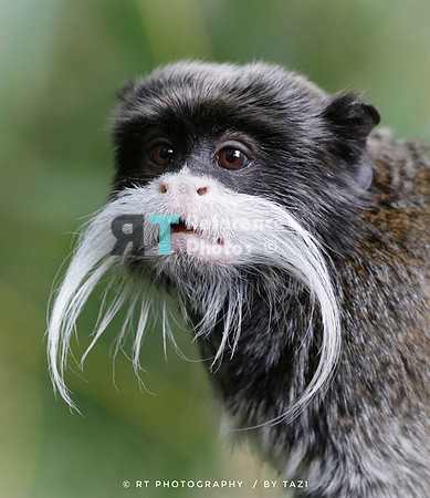Emperor tamarin