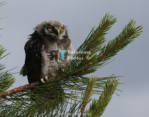 Young sparrow owl