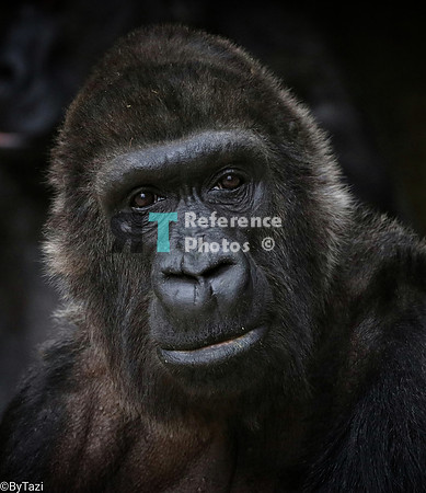 Gorilla
