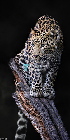 Leopard sitting on tree