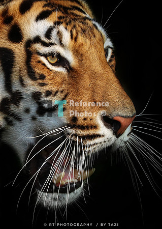 Bengal tiger