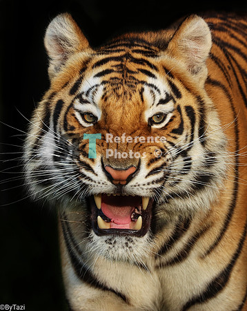 Bengal tiger