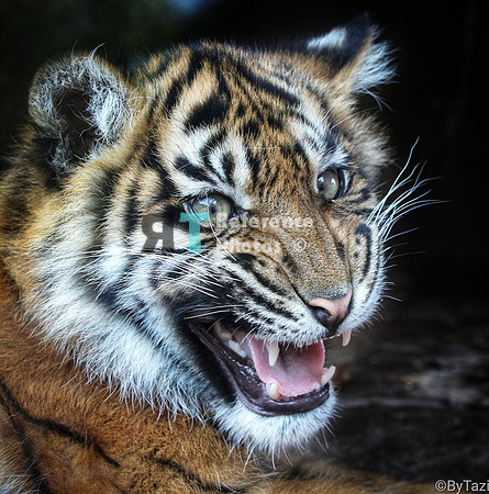 Sumatran tiger cub