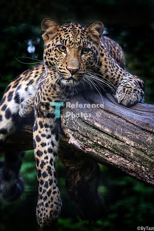 Leopard on tree