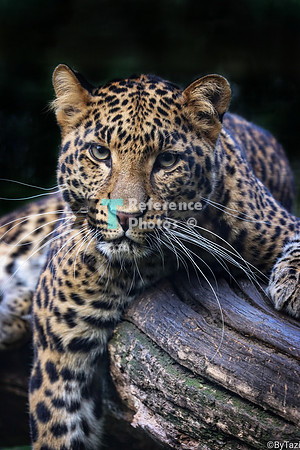 Leopard on tree