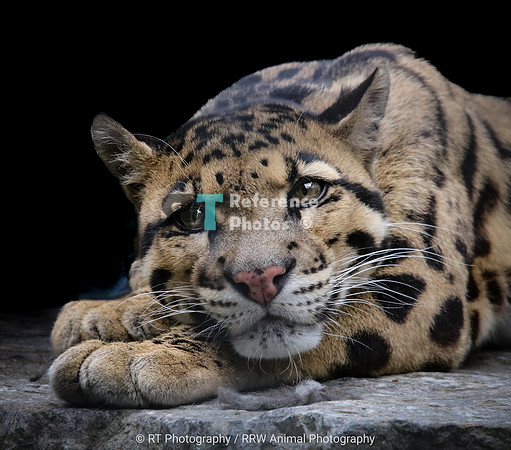 Clouded leopard
