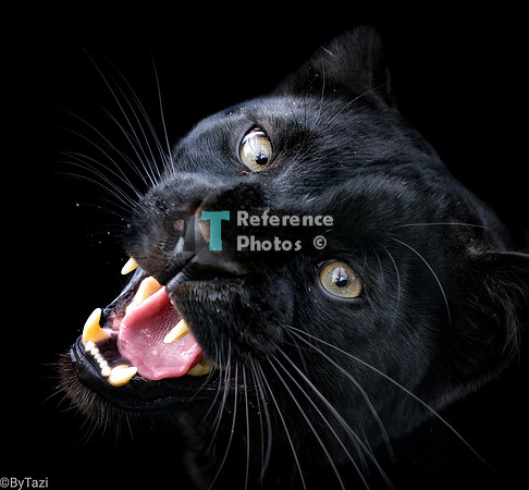 Hissing black leopard