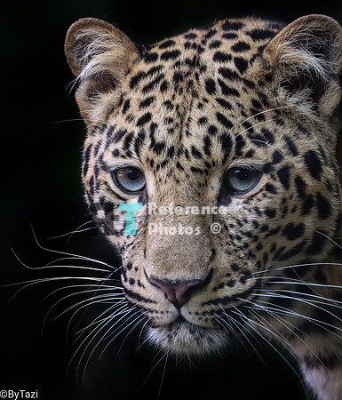 Leopard portrait