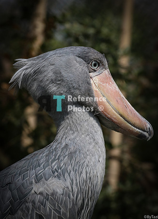 Shoebill stork