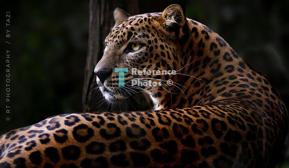 Sri Lankan leopard