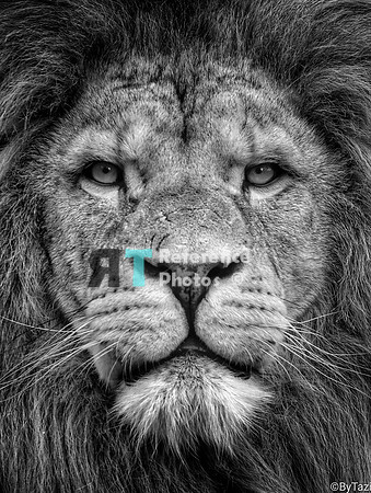 Lion (only available in black & white)