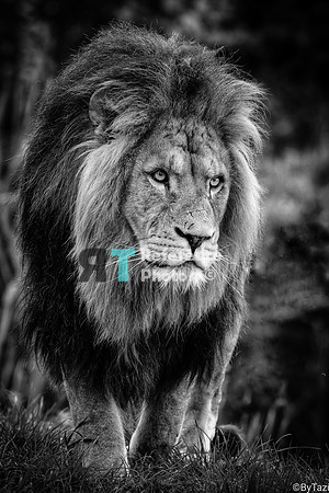 Lion (only available in black & white)