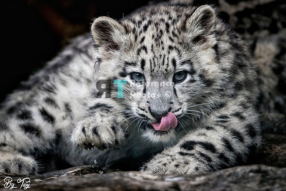 Snow Leopard cub
