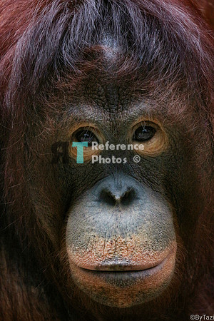 Borneo orangutan
