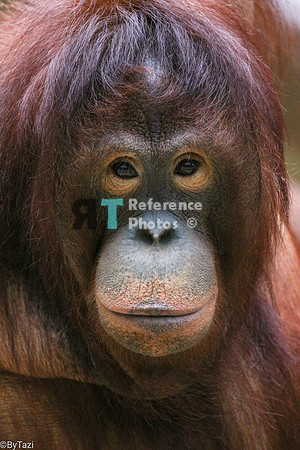 Borneo orangutan