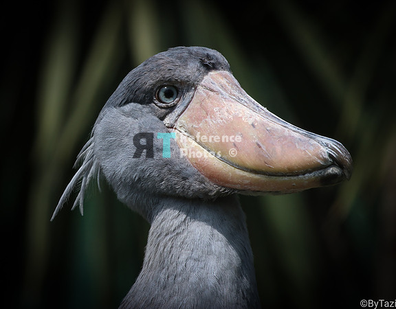 Shoebill stork