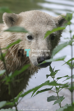 Polar bear cub (uncropped)