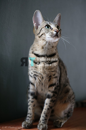 Savannah Cat 'Gaia' of Cattey Savval