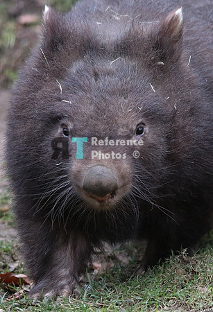 Wombat